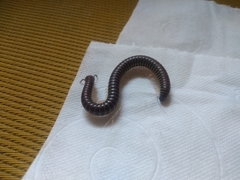 Diplopoda