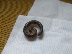 Diplopoda