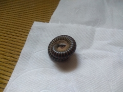 Diplopoda