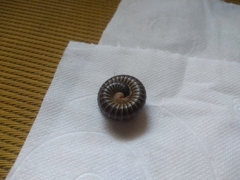Diplopoda