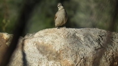 Emberiza capensis capensis