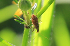Nabis rufusculus