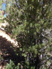 Pinus albicaulis
