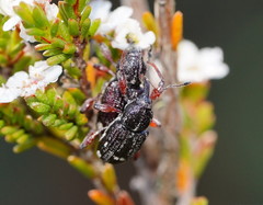 Aoplocnemis rufipes