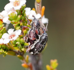 Aoplocnemis rufipes