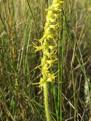 Holothrix thodei