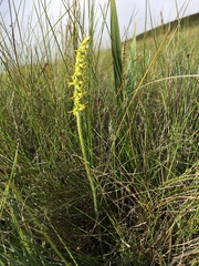 Holothrix thodei