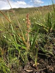Holothrix thodei