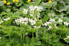 Anemonastrum villosissimum