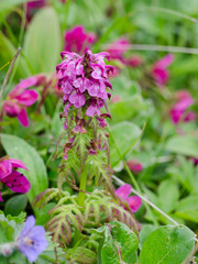 Pedicularis chamissonis