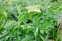 Angelica gmelinii