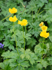 Trollius riederianus