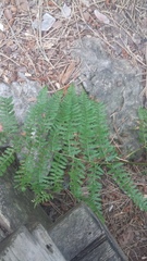 Pteridium tauricum