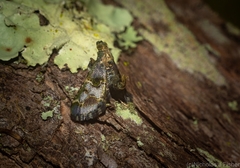 Arescoptera haplocala