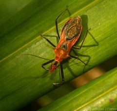 Gminatus wallengreni