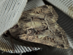 Spodoptera umbraculata