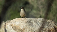 Emberiza capensis capensis