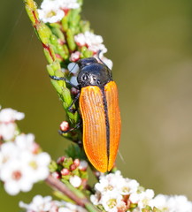 Castiarina rufipennis