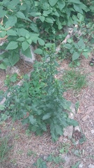Solidago virgaurea taurica