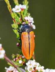 Castiarina rufipennis