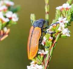 Castiarina rufipennis