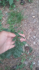 Solidago virgaurea taurica