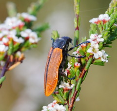 Castiarina rufipennis