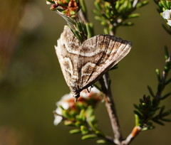 Melitulias graphicata