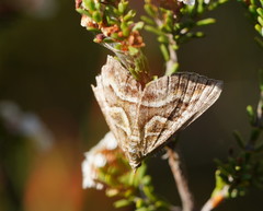 Melitulias graphicata