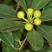 Moraceae - Photo (c) Alan Manson,  זכויות יוצרים חלקיות (CC BY), uploaded by Alan Manson