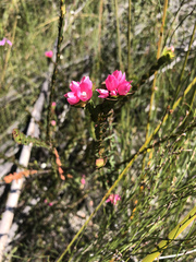 Boronia serrulata