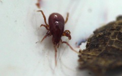 Pergamasus