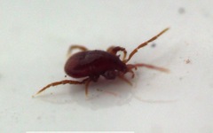 Pergamasus