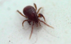 Pergamasus
