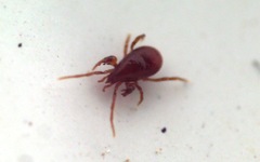 Pergamasus