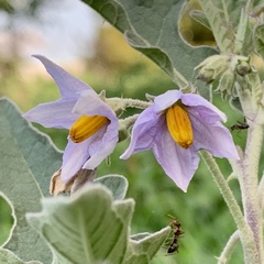 Solanum campylacanthum