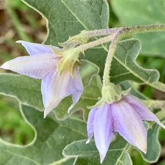 Solanum campylacanthum