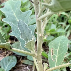 Solanum campylacanthum