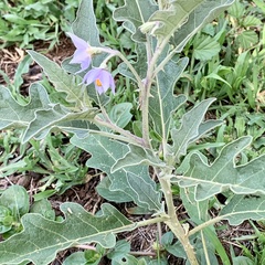 Solanum campylacanthum