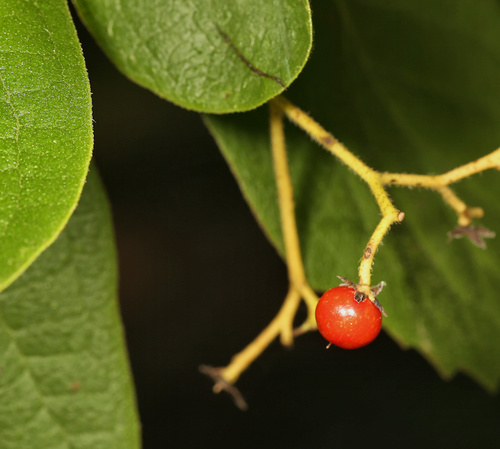 Image of Ehretia amoena by (c) Wynand Uys, some rights reserved (CC BY)