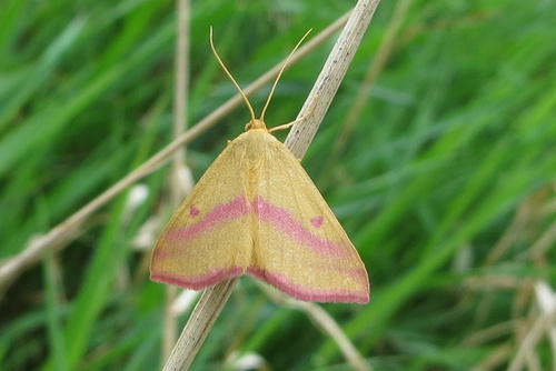 Chickweed Geometer Moth