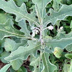 Solanum campylacanthum