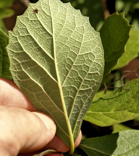 Image of Ehretia amoena by (c) Wynand Uys, some rights reserved (CC BY)