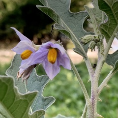 Solanum campylacanthum
