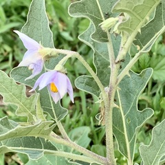 Solanum campylacanthum