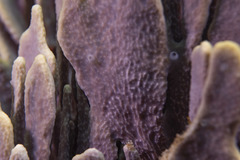 Lamellodysidea herbacea