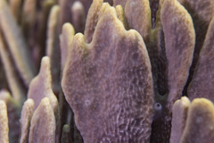 Lamellodysidea herbacea
