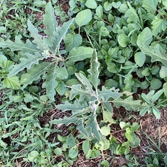 Solanum campylacanthum