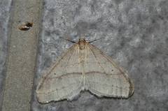 Operophtera rectipostmediana