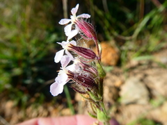 Silene gallica gallica